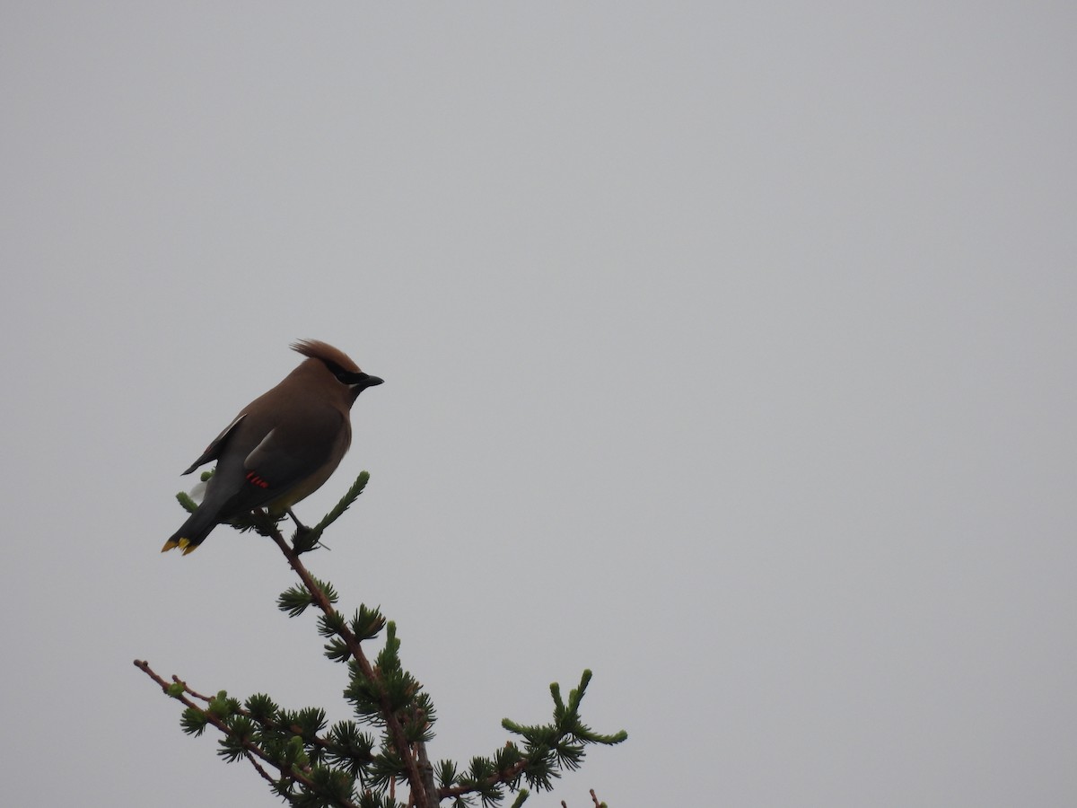 Cedar Waxwing - ML351286541