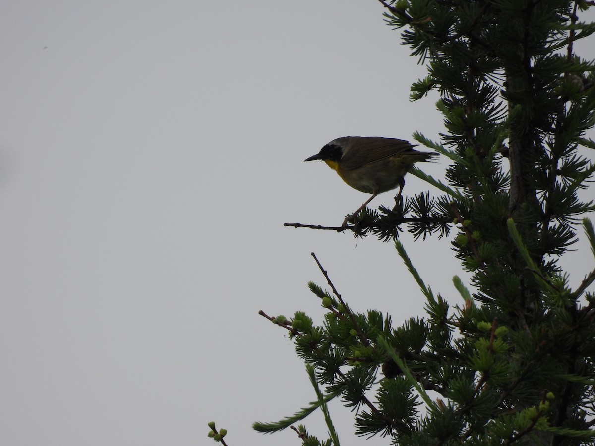 Common Yellowthroat - ML351286561