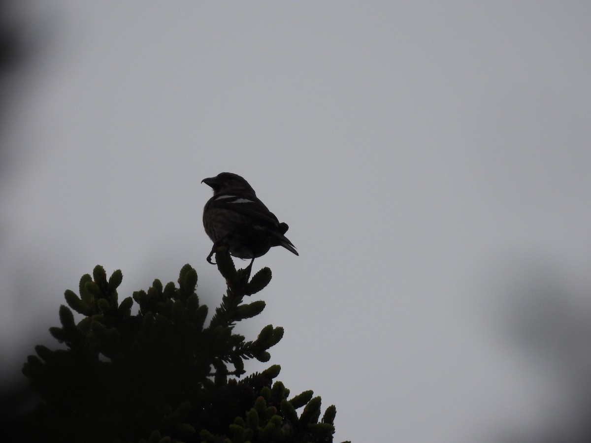 Crociere fasciato - ML351286761