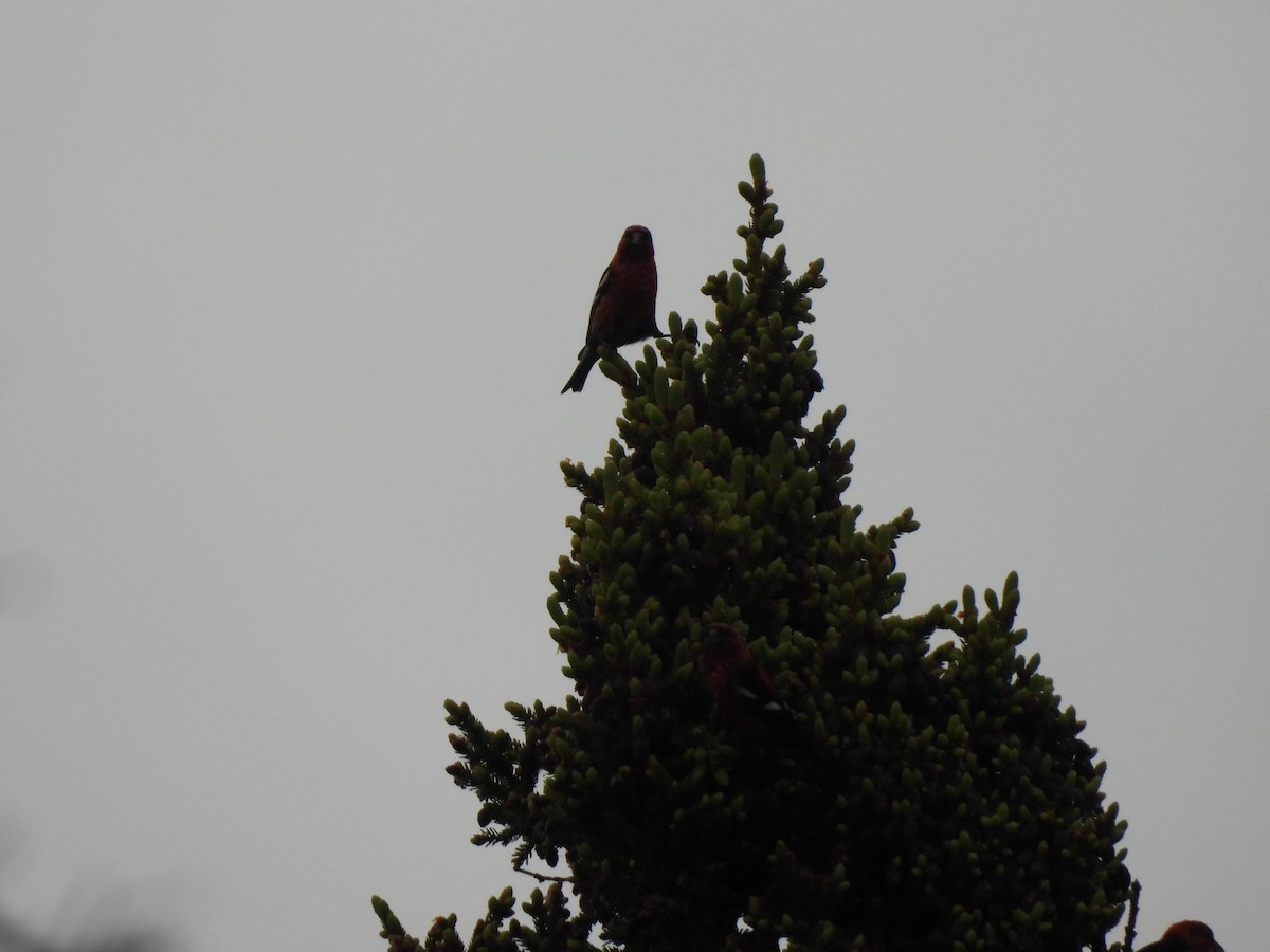 White-winged Crossbill - ML351286771