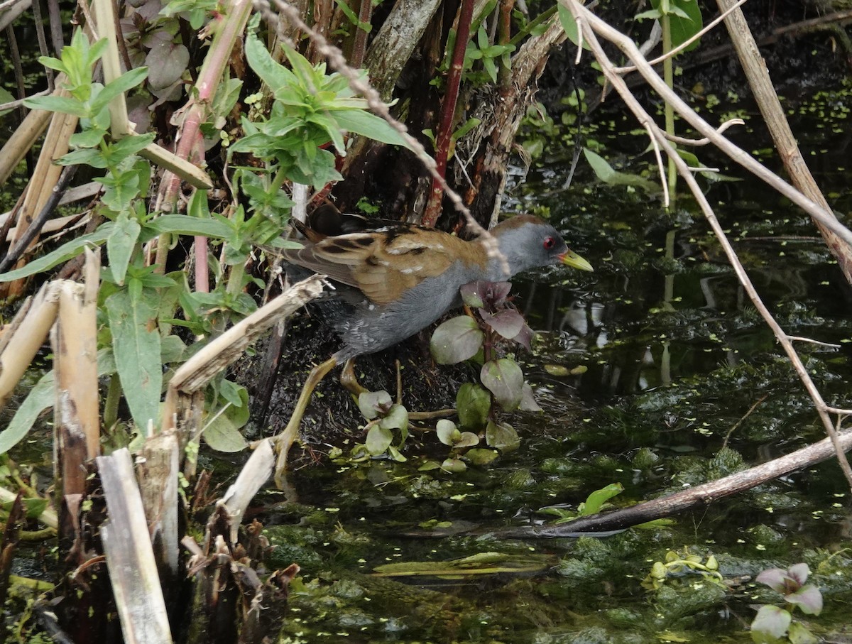 Little Crake - ML351289411