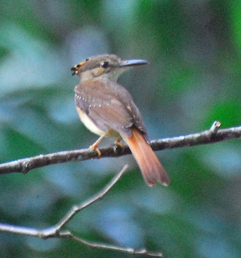 Tropical Royal Flycatcher - ML35129001