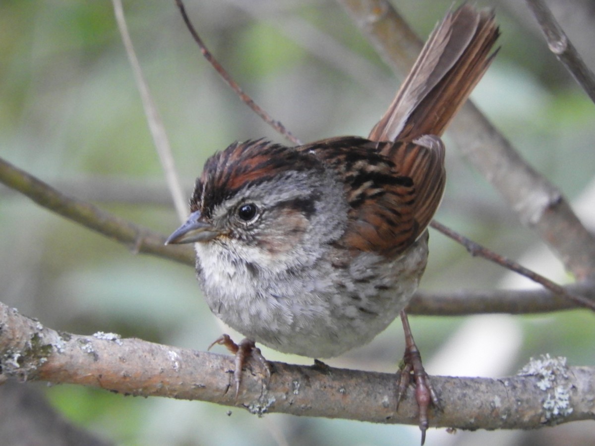 Swamp Sparrow - ML351290291