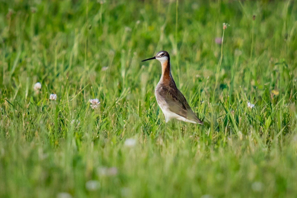 hvithalesvømmesnipe - ML351290781