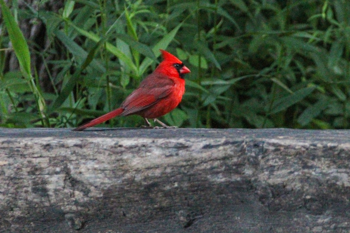 Northern Cardinal - ML351291901