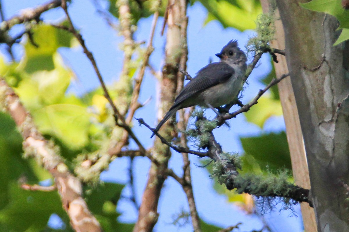 Tufted Titmouse - ML351291911