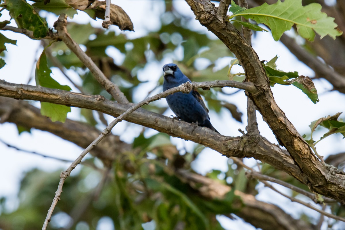 Guiraca bleu - ML351292411