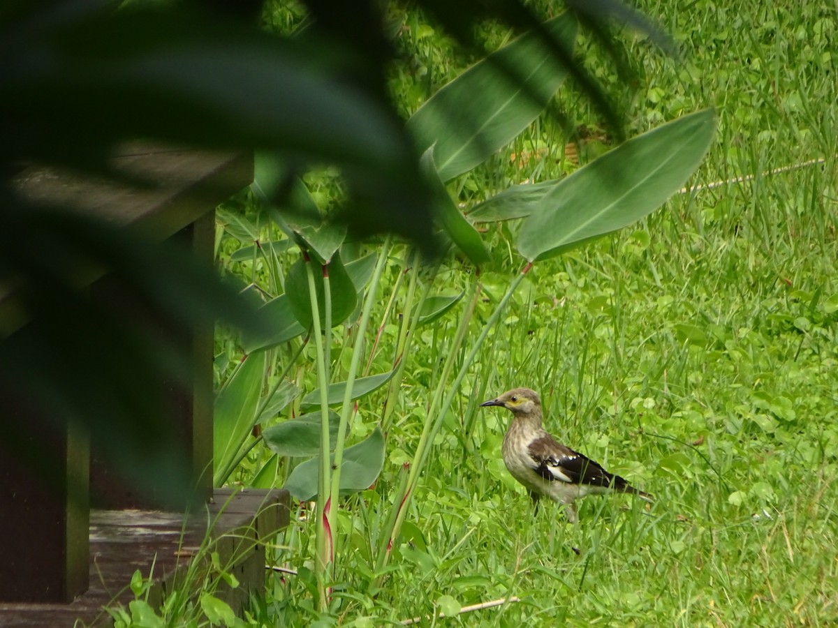 Black-collared Starling - ML351292451