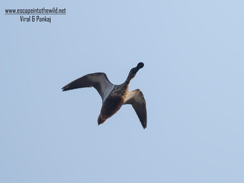 Northern Shoveler - ML351292621