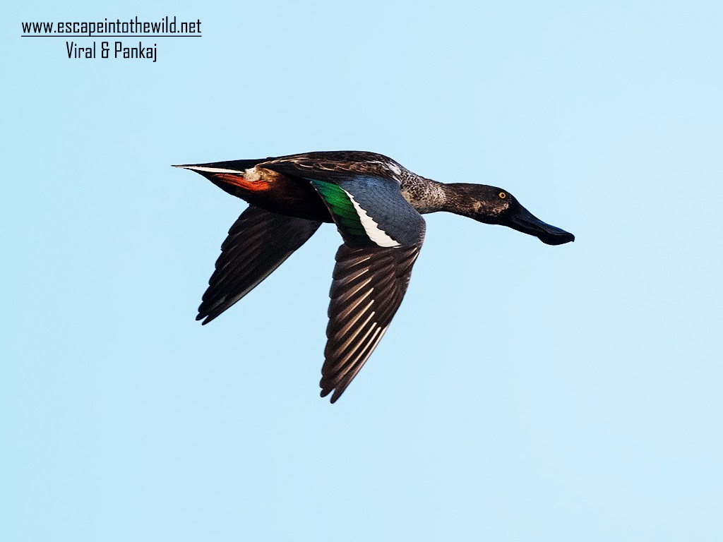 Northern Shoveler - ML351292631