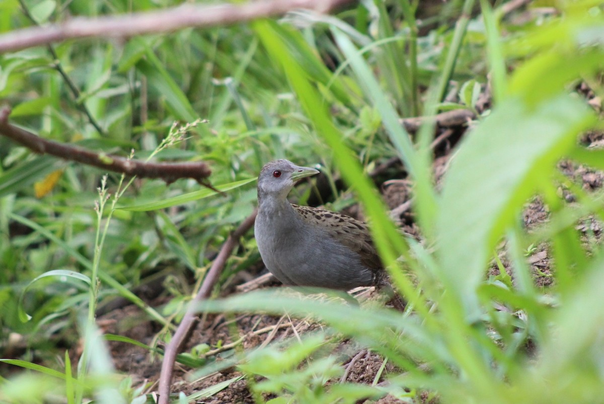 Ash-throated Crake - ML351292681