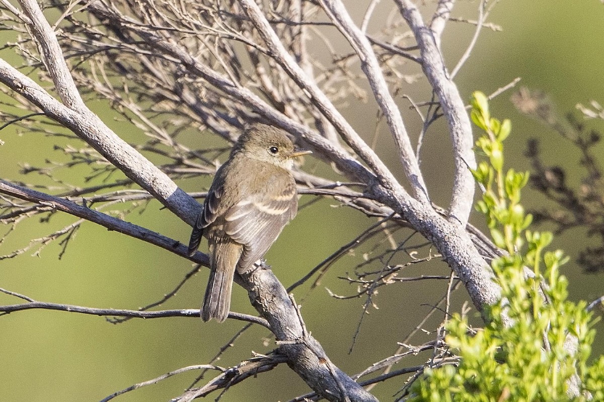 Willow Flycatcher - ML35129371