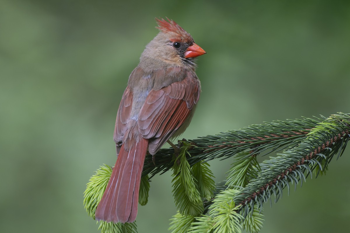 Northern Cardinal - Jeff Maw