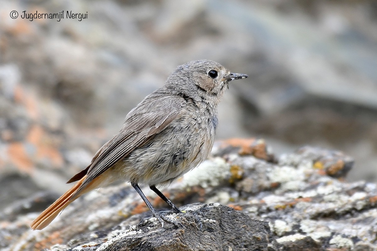 Black Redstart - ML351294271