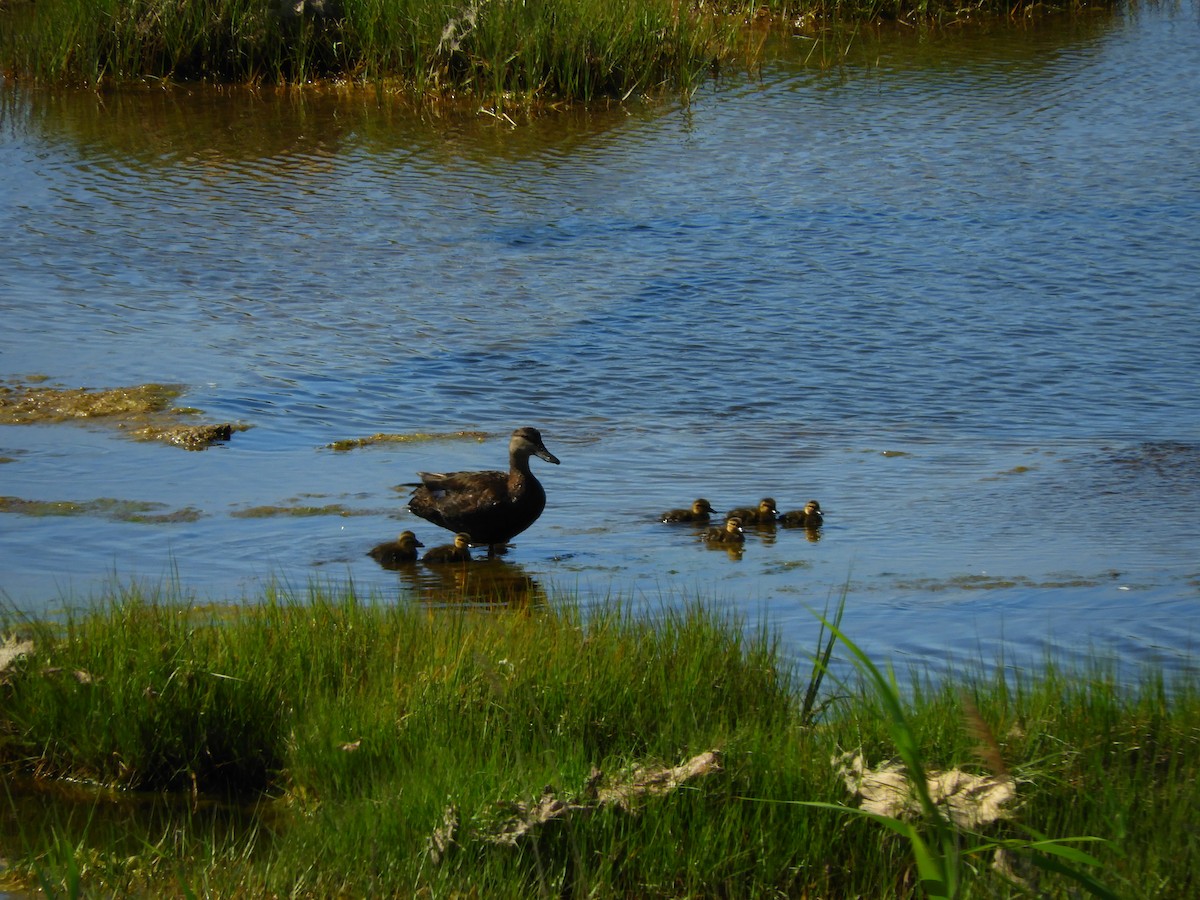 American Black Duck - Wetlands Institute