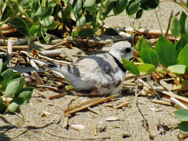 Piping Plover - ML351294851