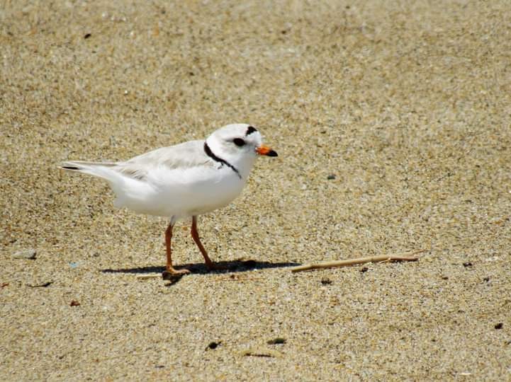 Piping Plover - ML351294871