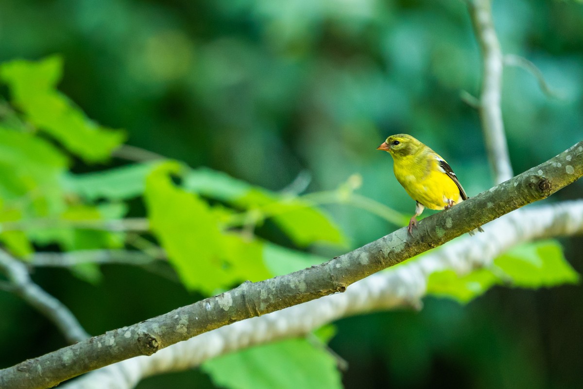American Goldfinch - Isaac Howell