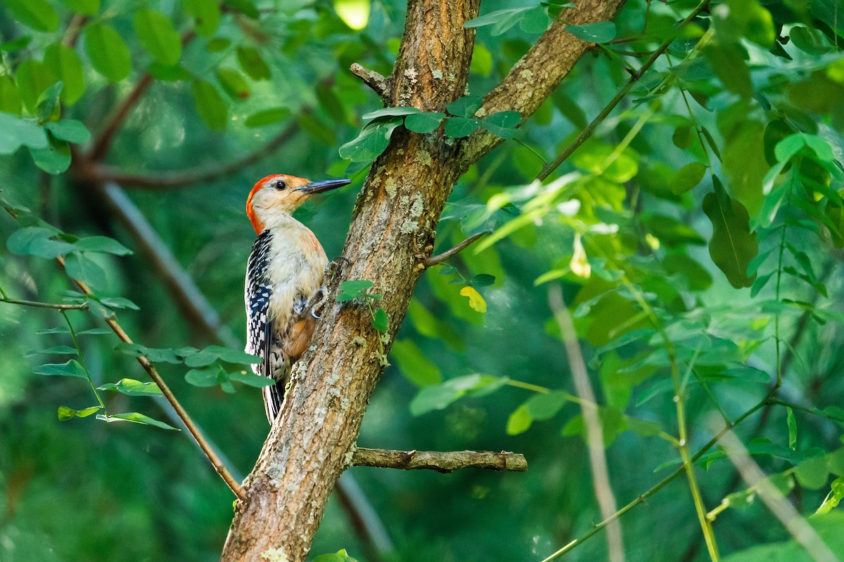 Red-bellied Woodpecker - Isaac Howell