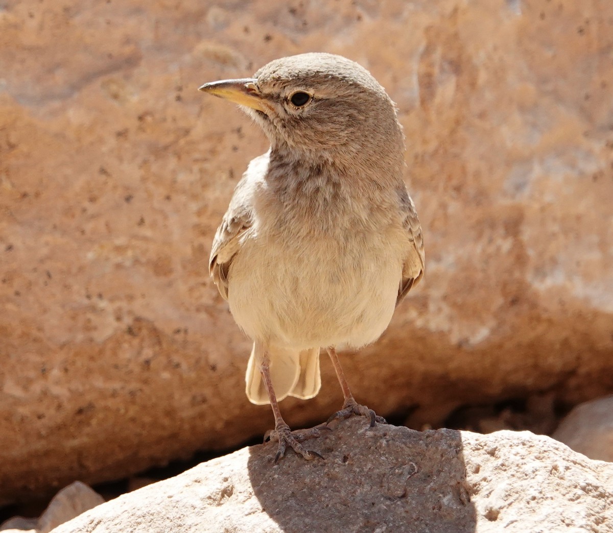 Desert Lark - ML351295591