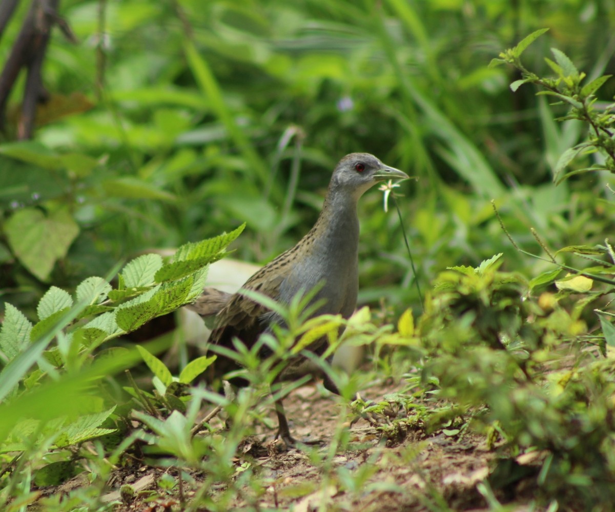 Ash-throated Crake - ML351295611