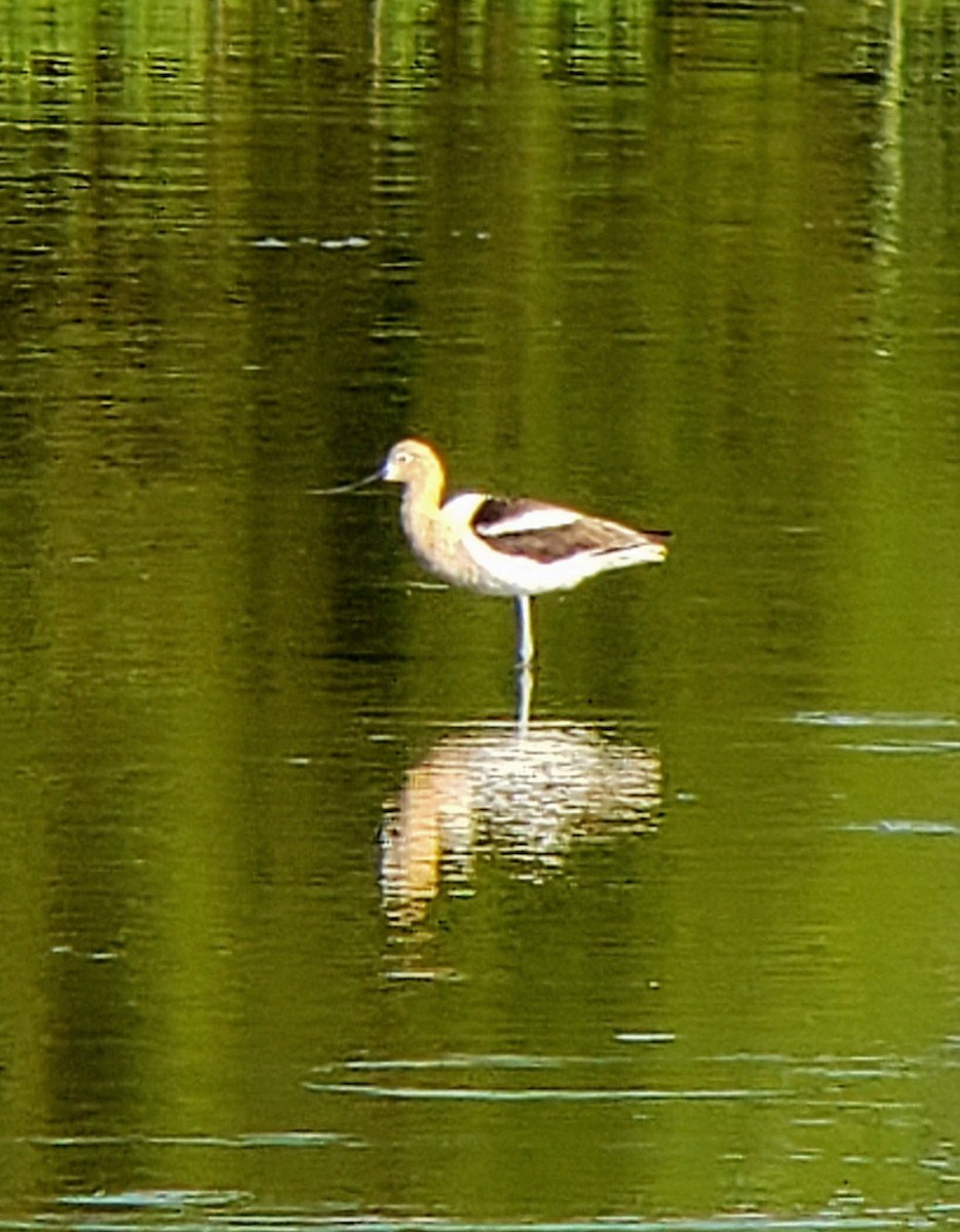 American Avocet - ML351295961