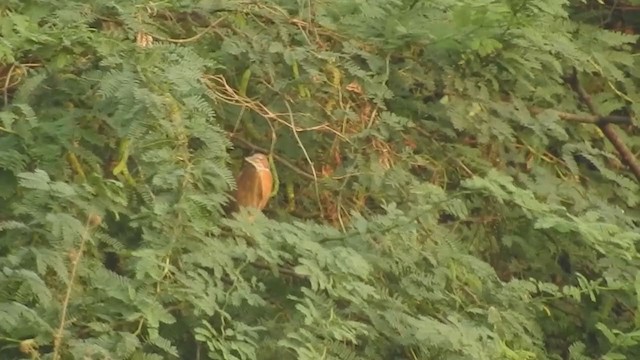 Cinnamon Bittern - ML351297511