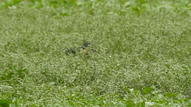 Black Bittern - ML351297611