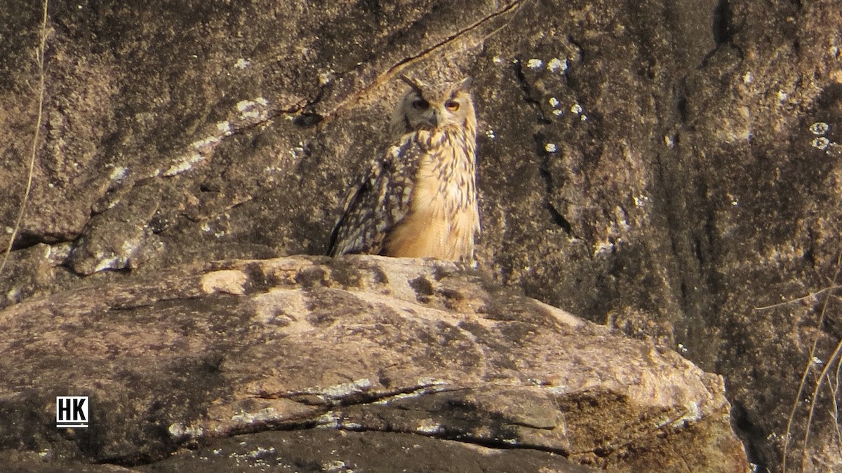 Rock Eagle-Owl - ML351299651