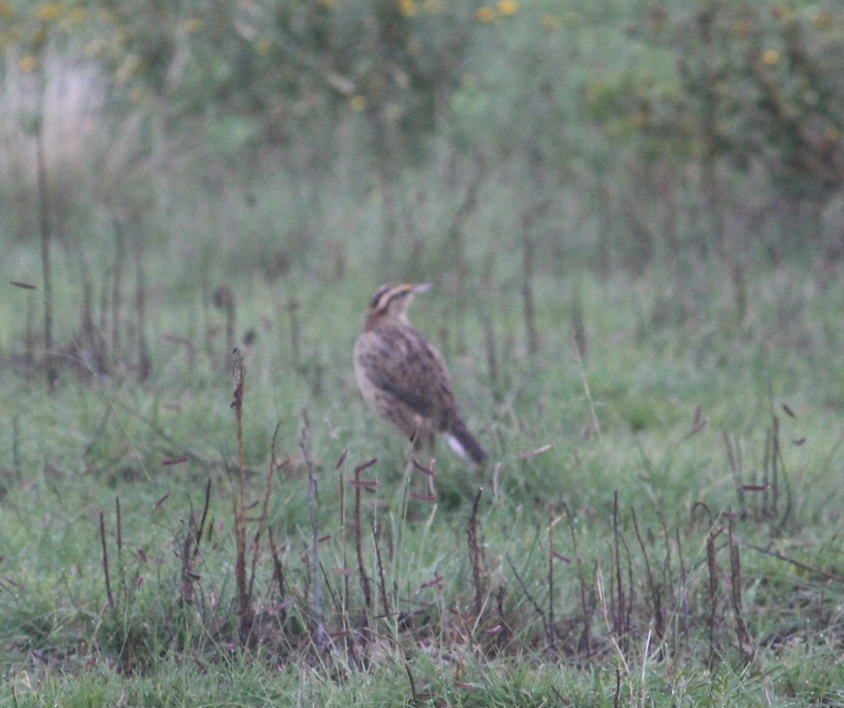 Eastern Meadowlark - ML35130101