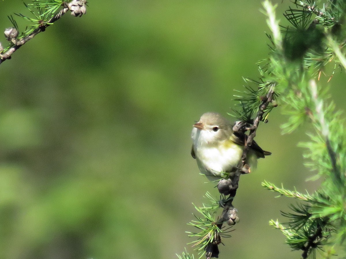 Bell's Vireo - ML35130211