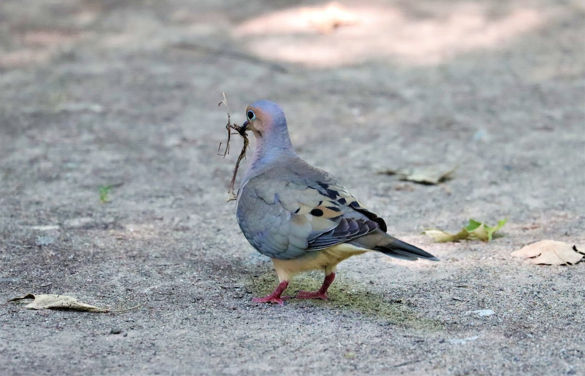 Mourning Dove - ML351302321