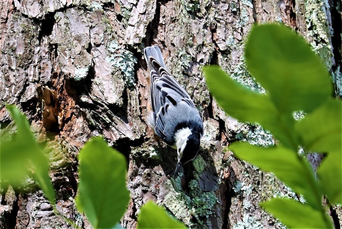 White-breasted Nuthatch - ML351302551