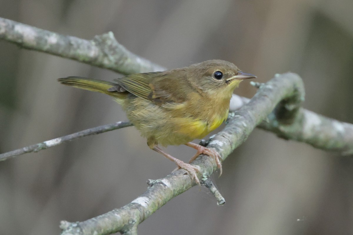 Common Yellowthroat - ML351303681