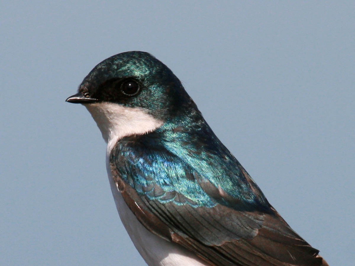 Tree Swallow - Greg Gillson