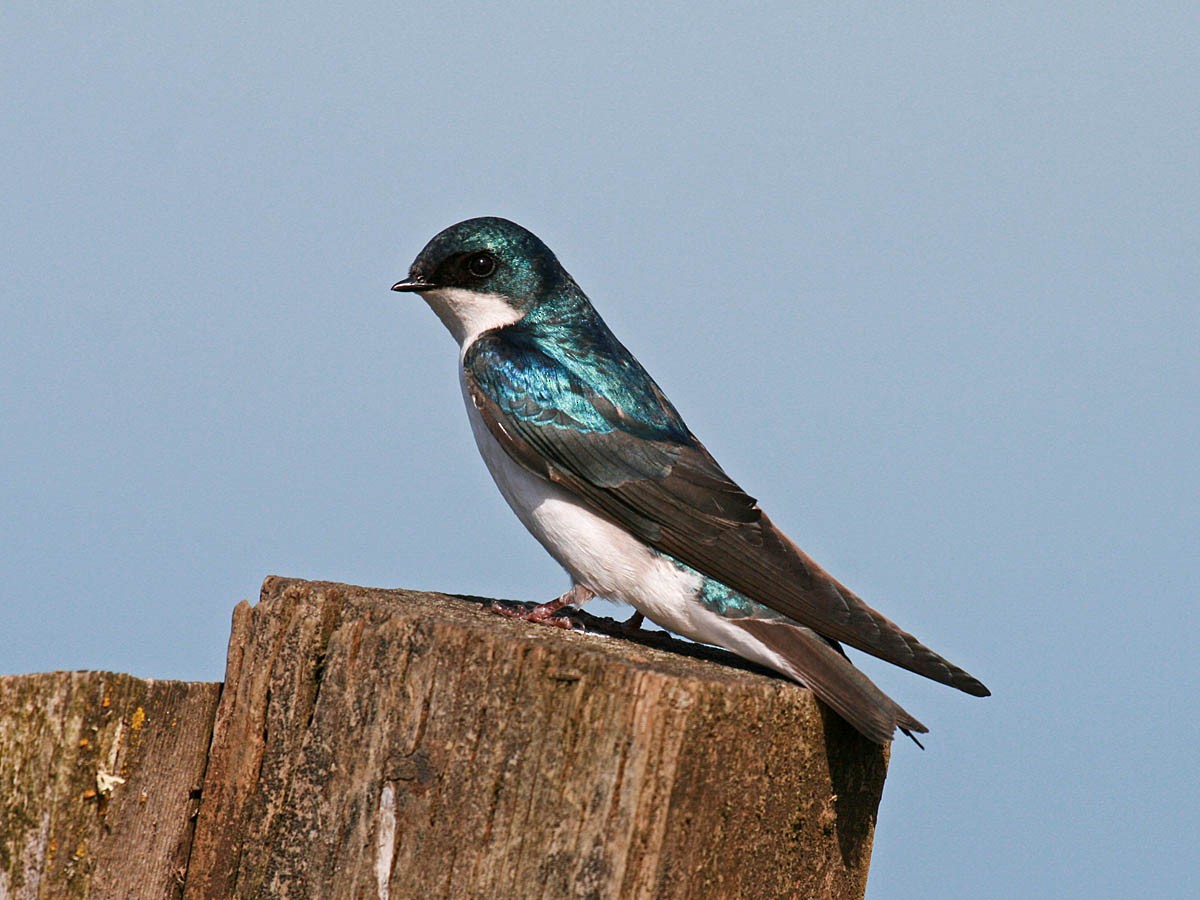 Tree Swallow - Greg Gillson