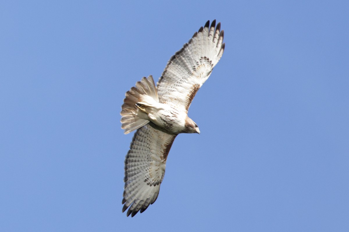 Red-tailed Hawk - ML351304301