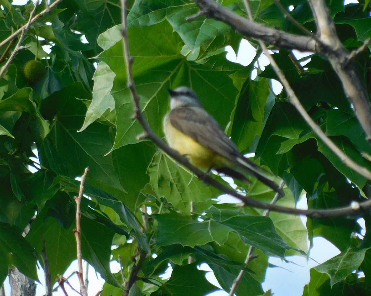 Western Kingbird - ML351305181