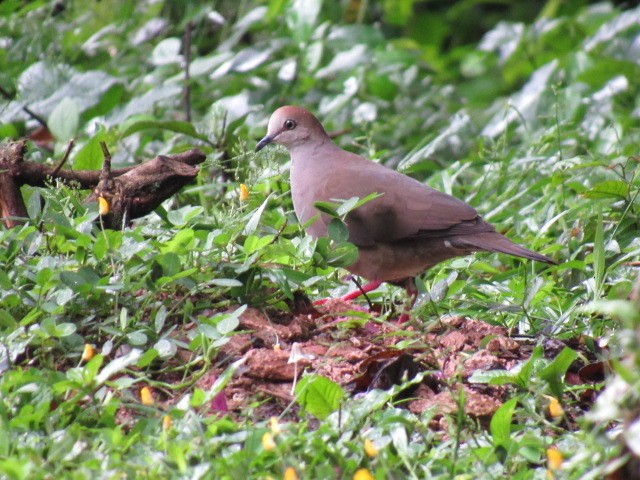 Gray-chested Dove - ML351305481