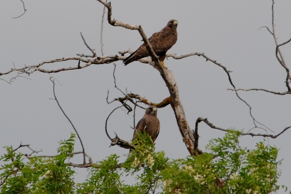 Swainson's Hawk - ML35130551