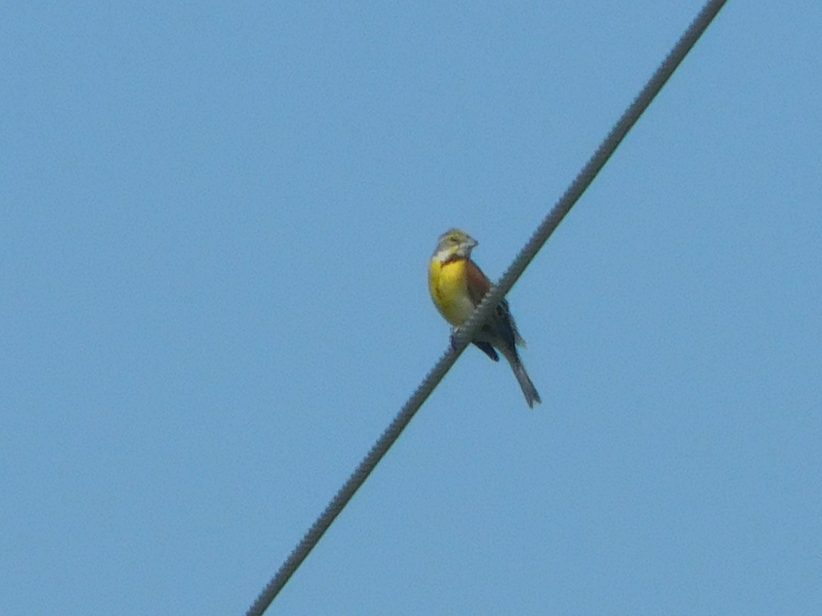 Dickcissel d'Amérique - ML351306111