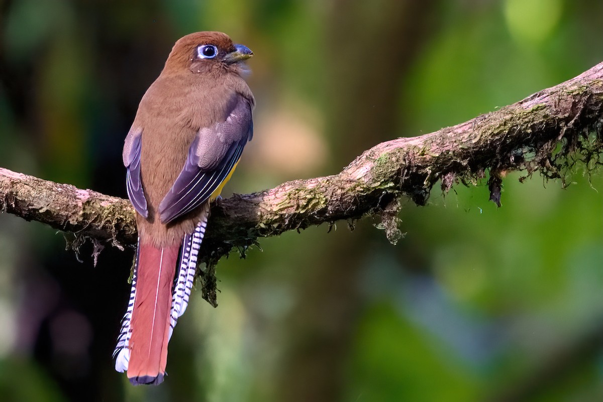 Northern Black-throated Trogon - Jaap Velden