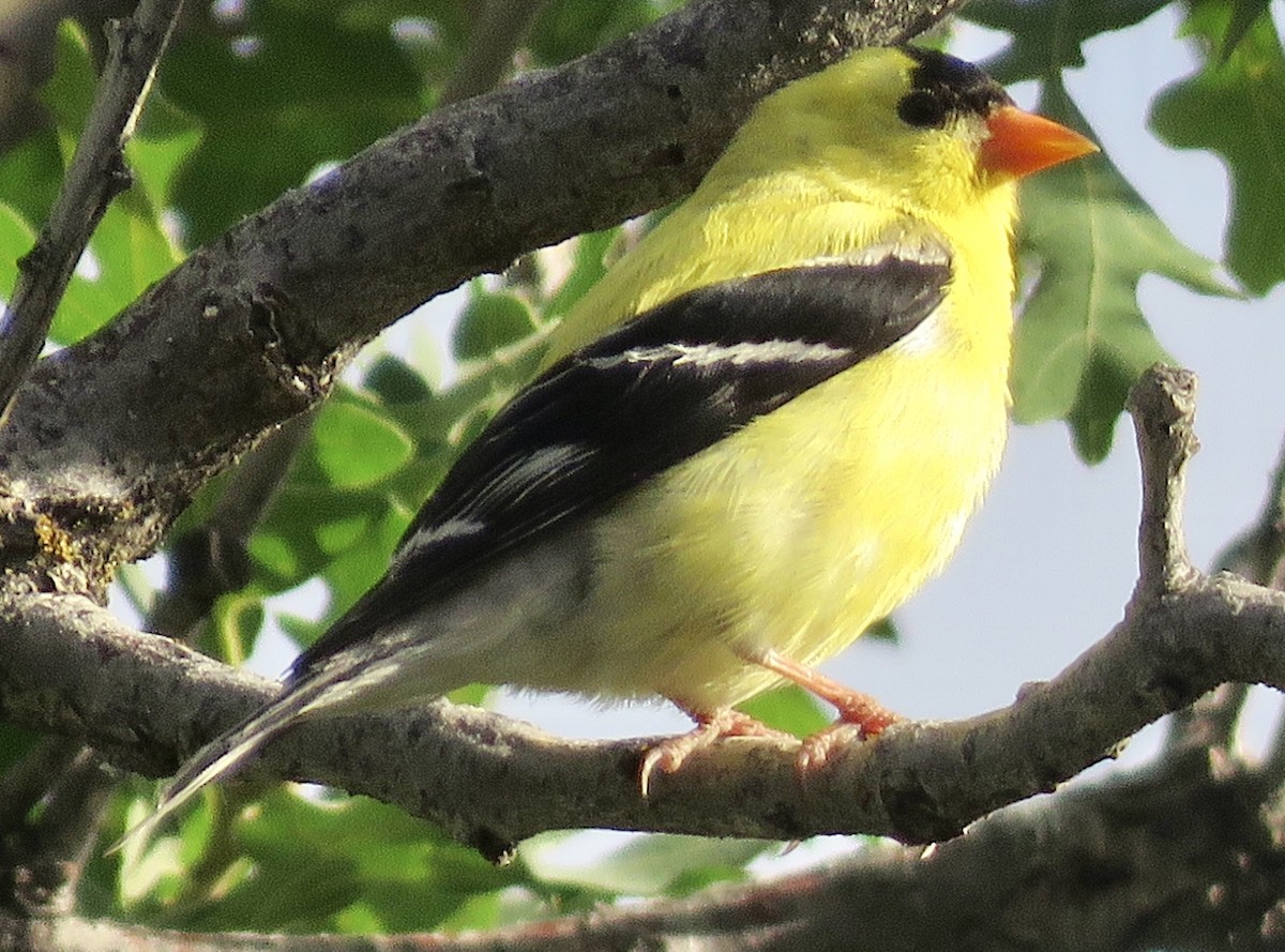 American Goldfinch - ML351309981