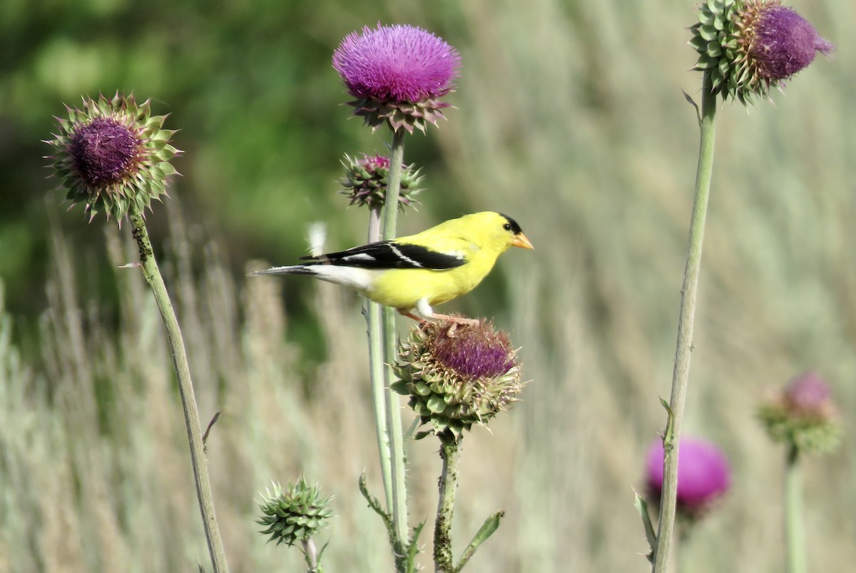 American Goldfinch - ML351310001