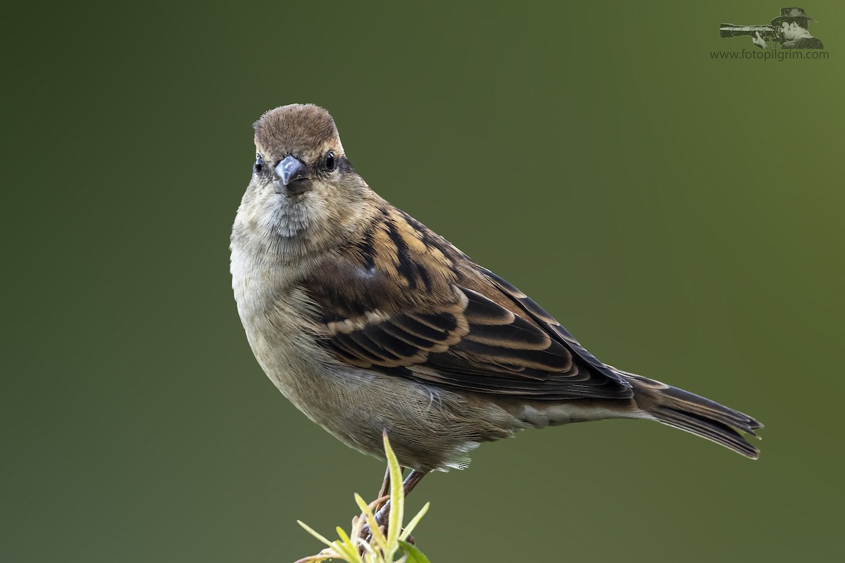 Russet Sparrow - ML351310861