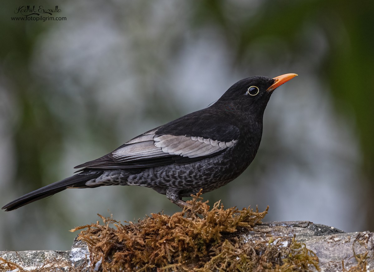 Gray-winged Blackbird - ML351310971