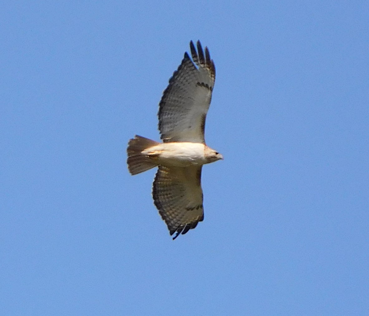 Red-tailed Hawk - Pete Huffer