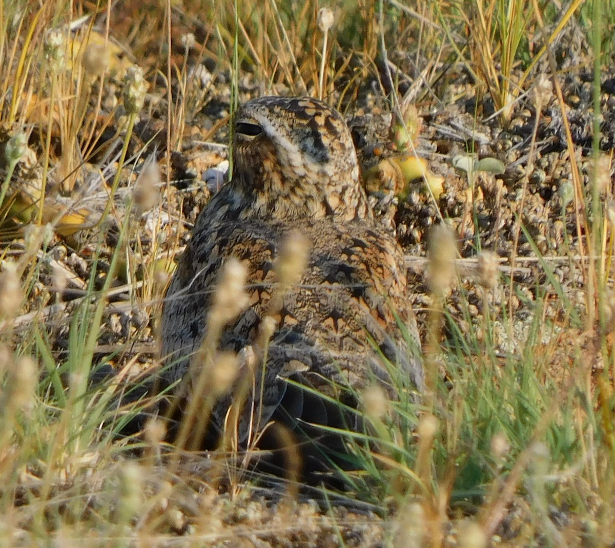 Common Nighthawk - ML351313891