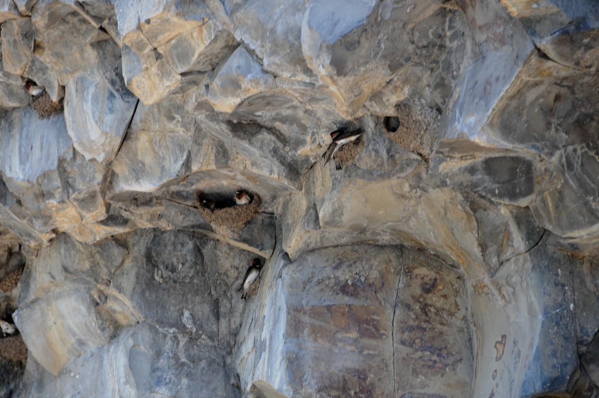 Cliff Swallow - ML35131671