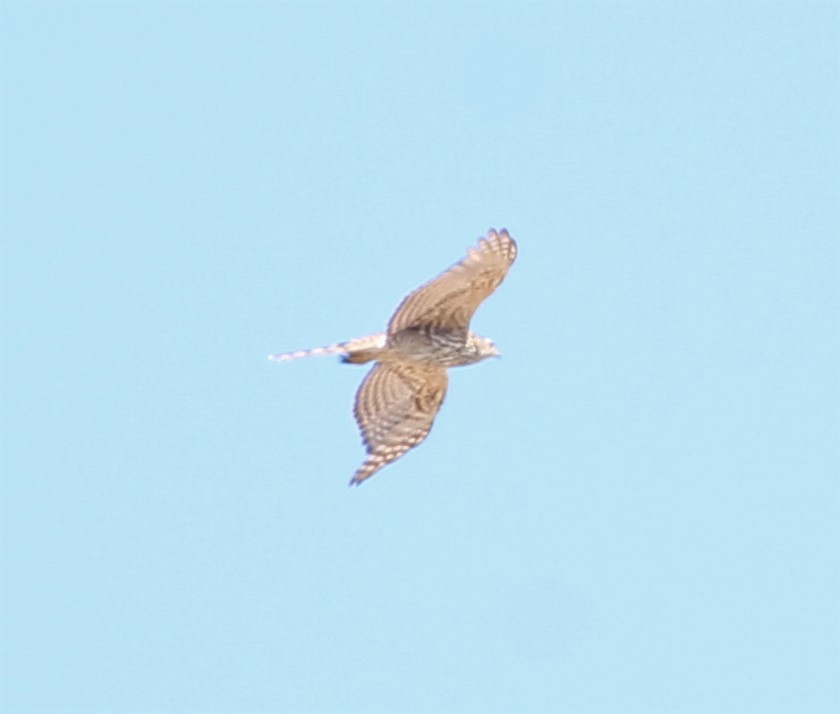 American Goshawk - ML351318231